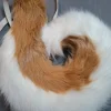Ogon furry shiba inu tail dog cosplay